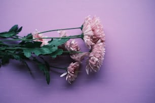 un bouquet de fleurs roses sur une surface violette