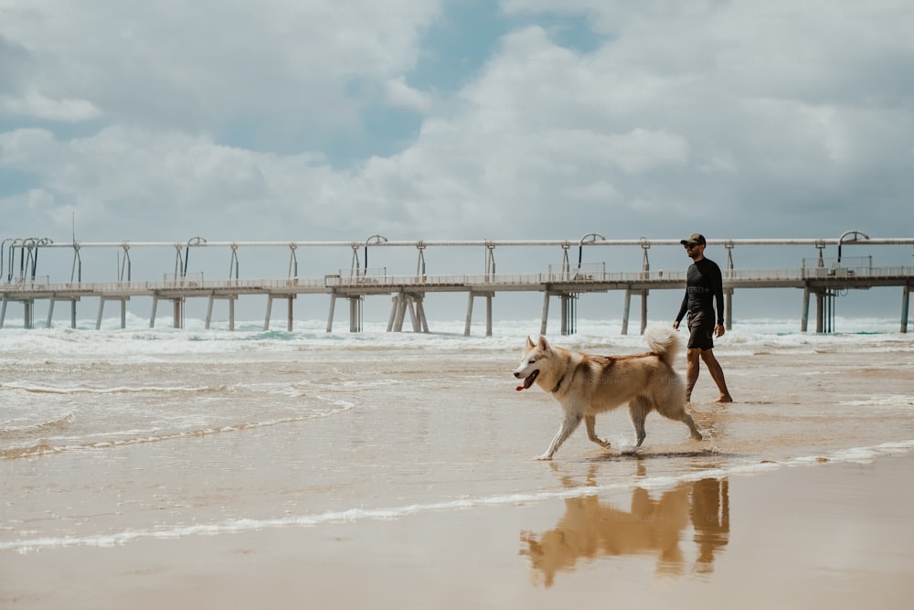 a man walking a dog on a beach next to the ocean