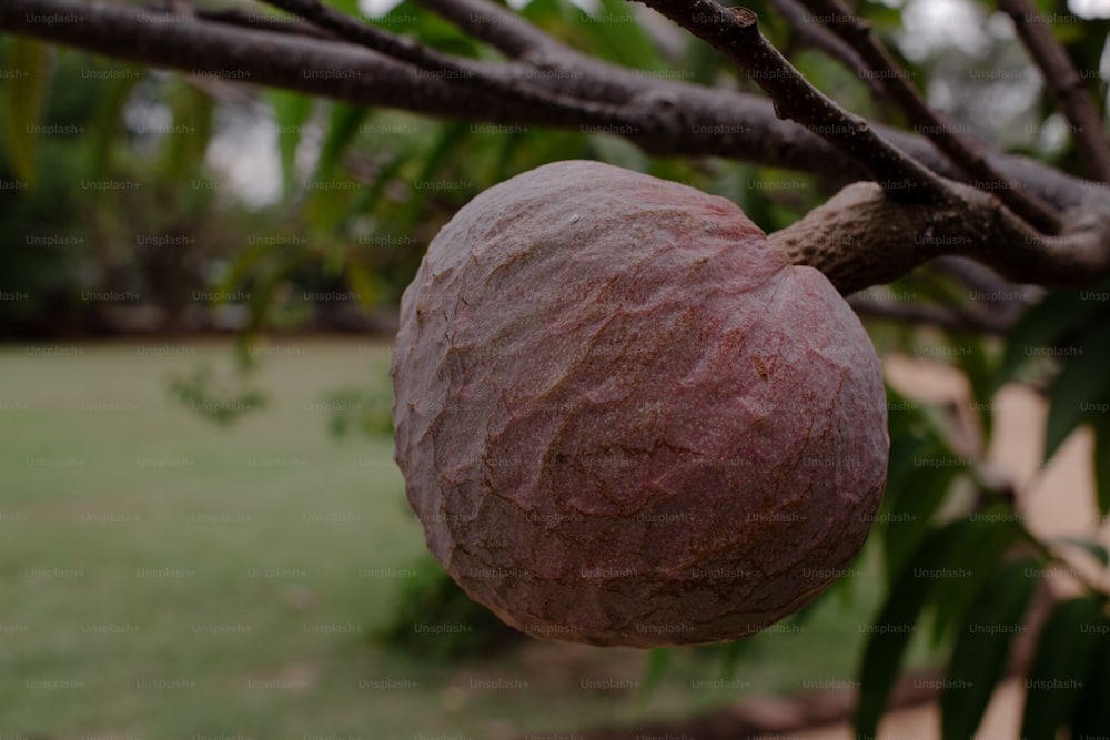 a fruit hanging from a tree in a park