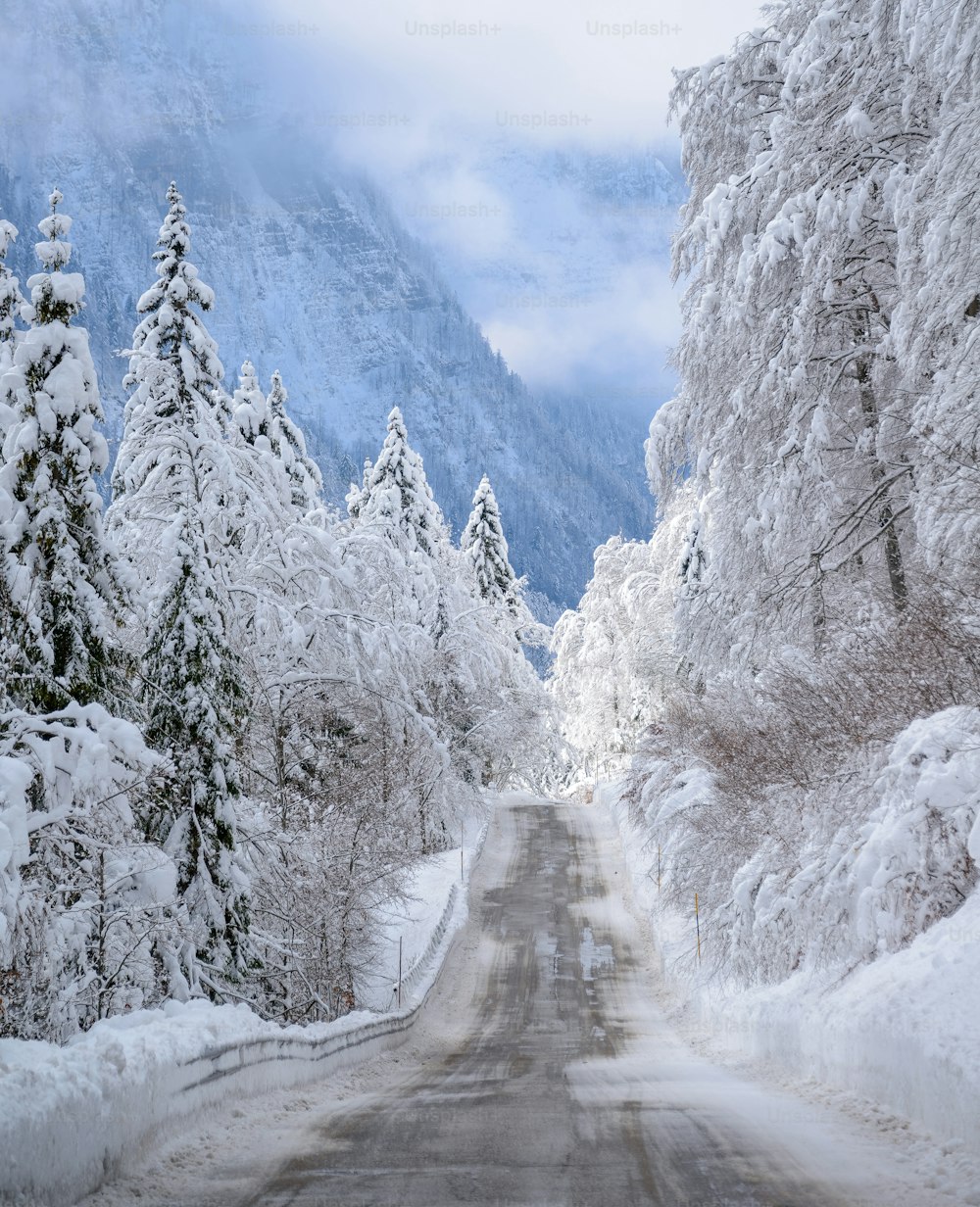 eine schneebedeckte Straße, umgeben von schneebedeckten Bäumen