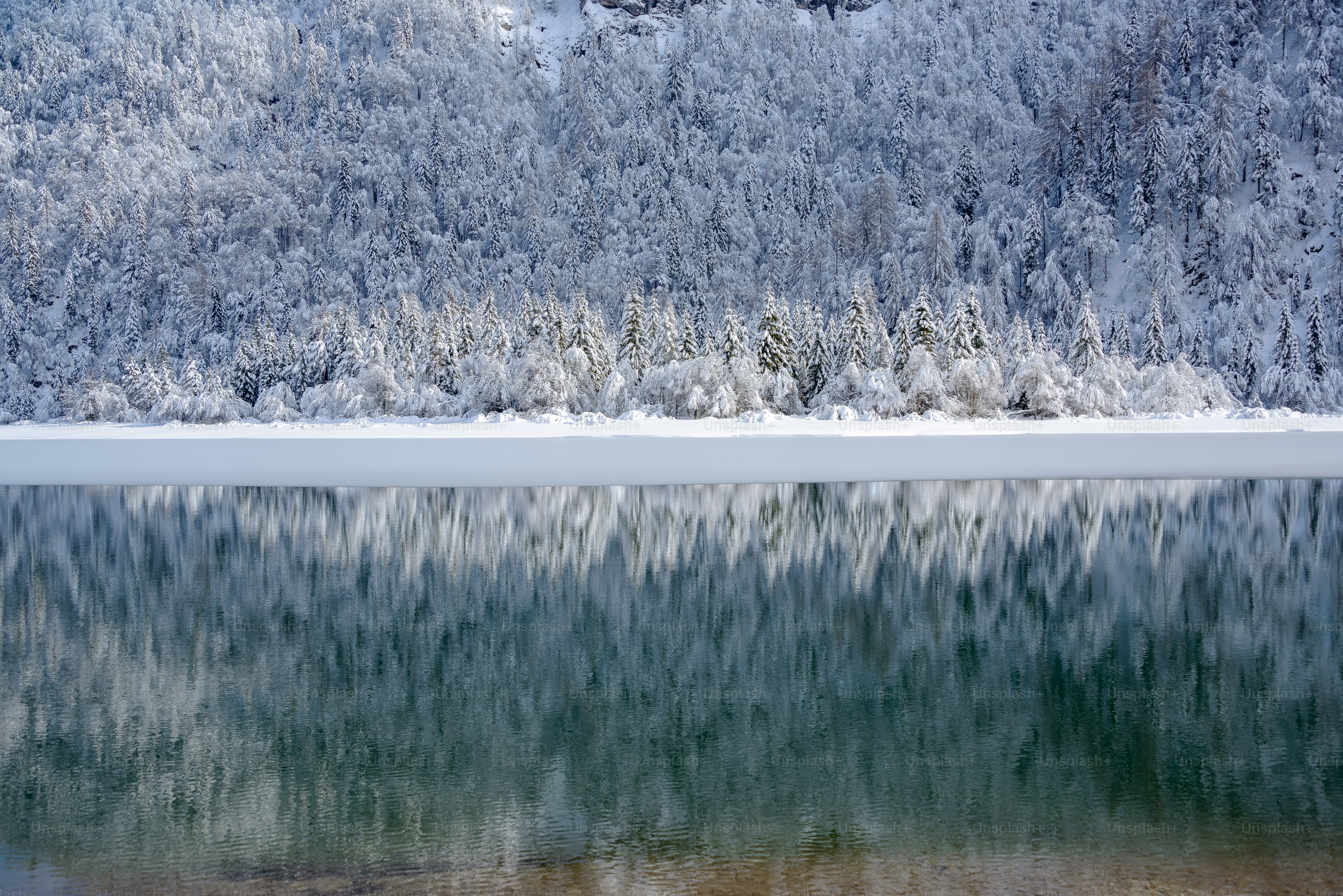 a large body of water surrounded by snow covered trees