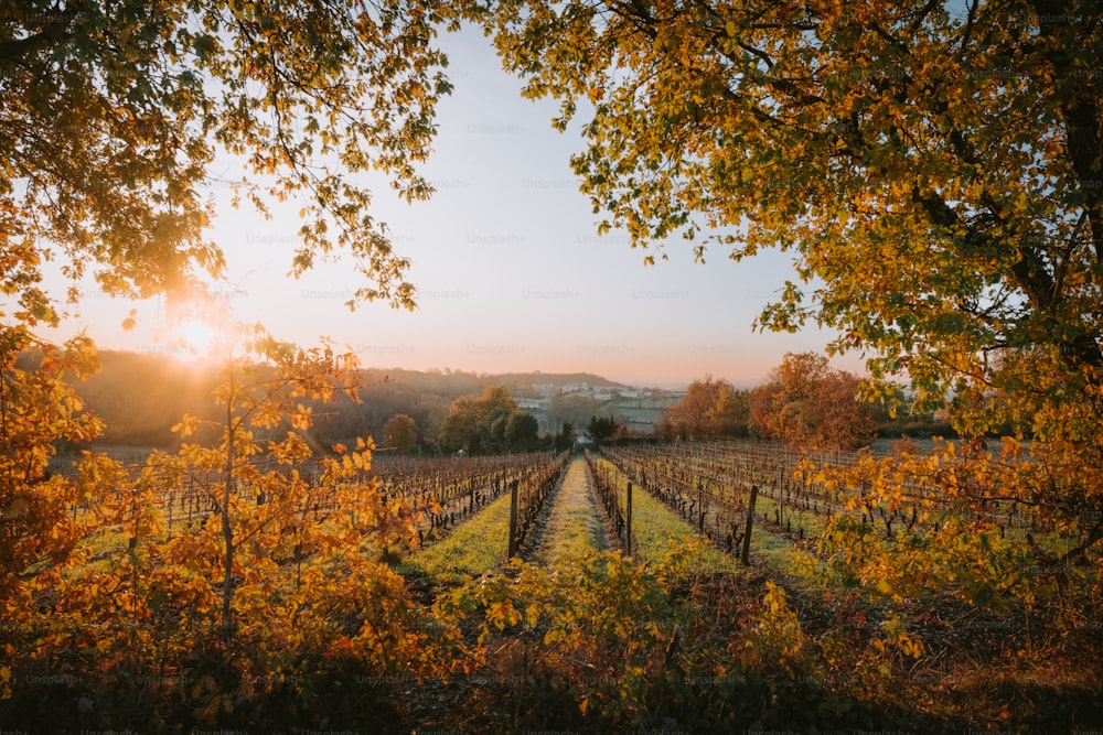 the sun is shining through the trees in the vineyard