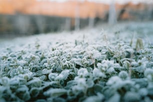 a close up of a field of grass covered in snow