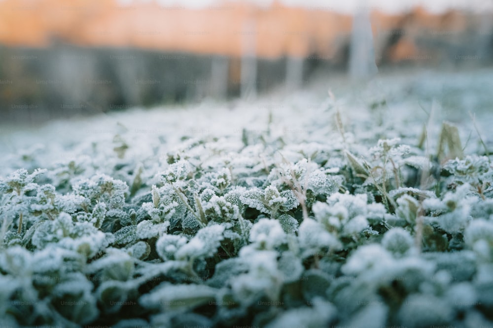 un primo piano di un campo d'erba coperto di neve