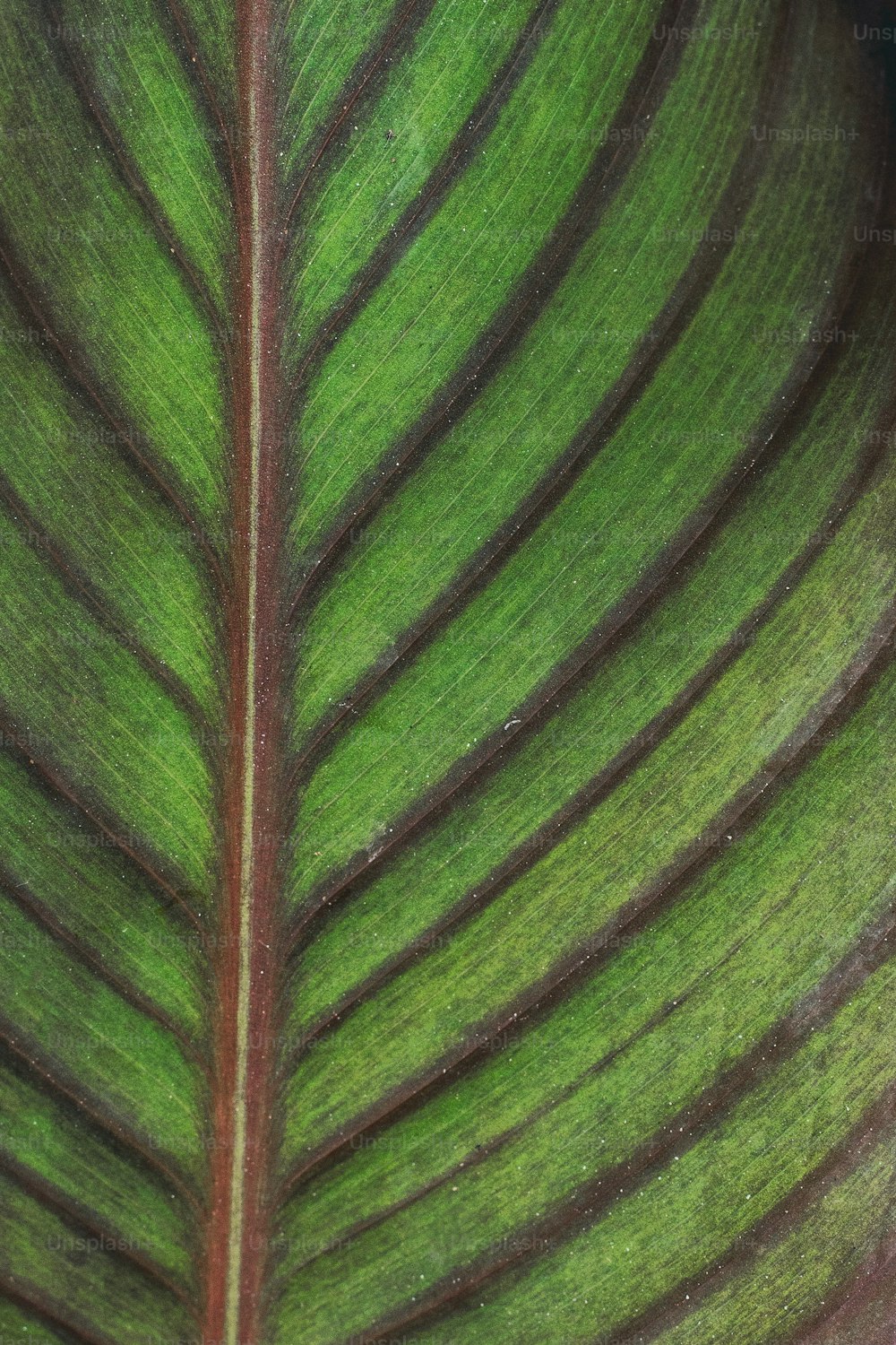 a close up of a large green leaf