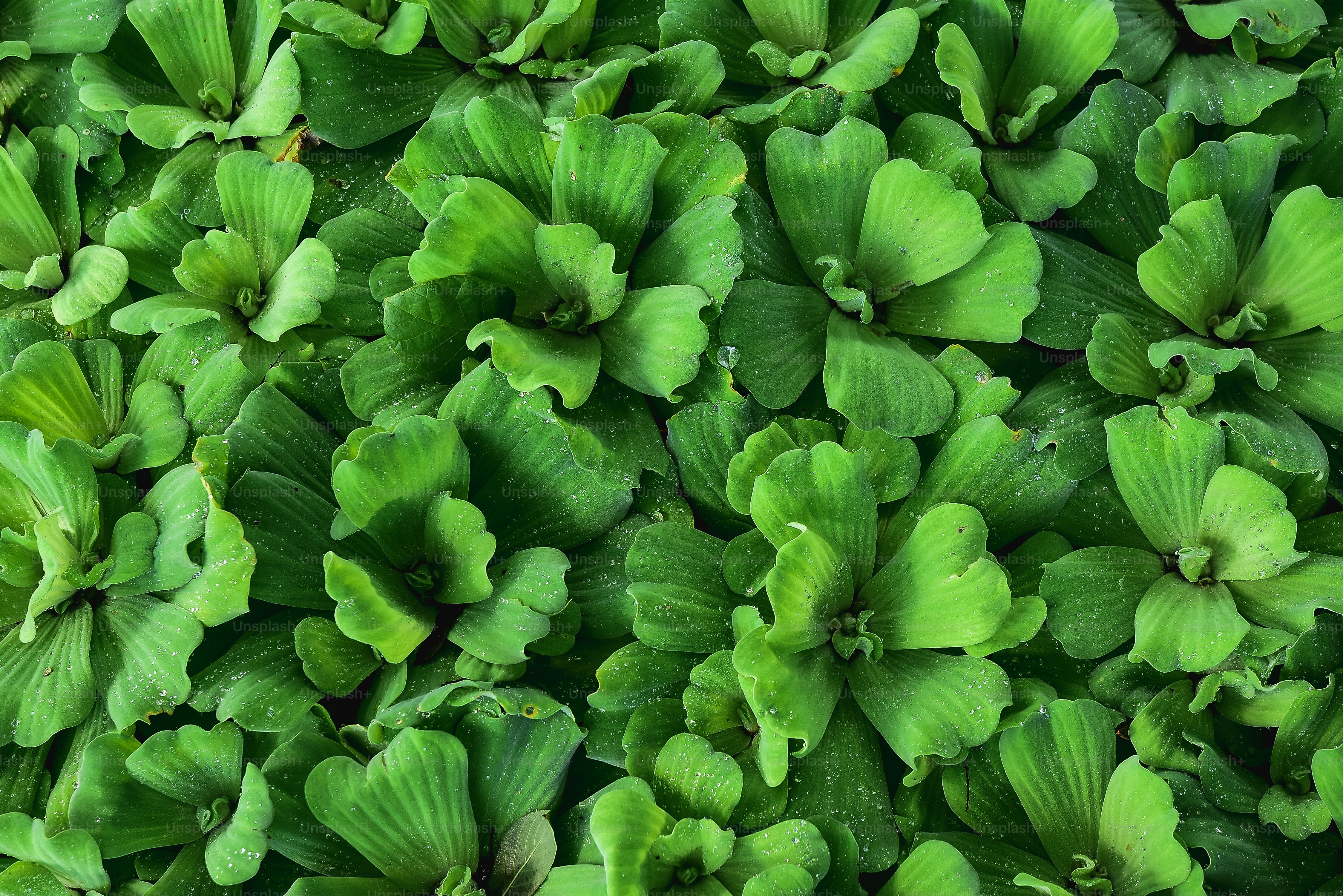 a bunch of green plants with water droplets on them