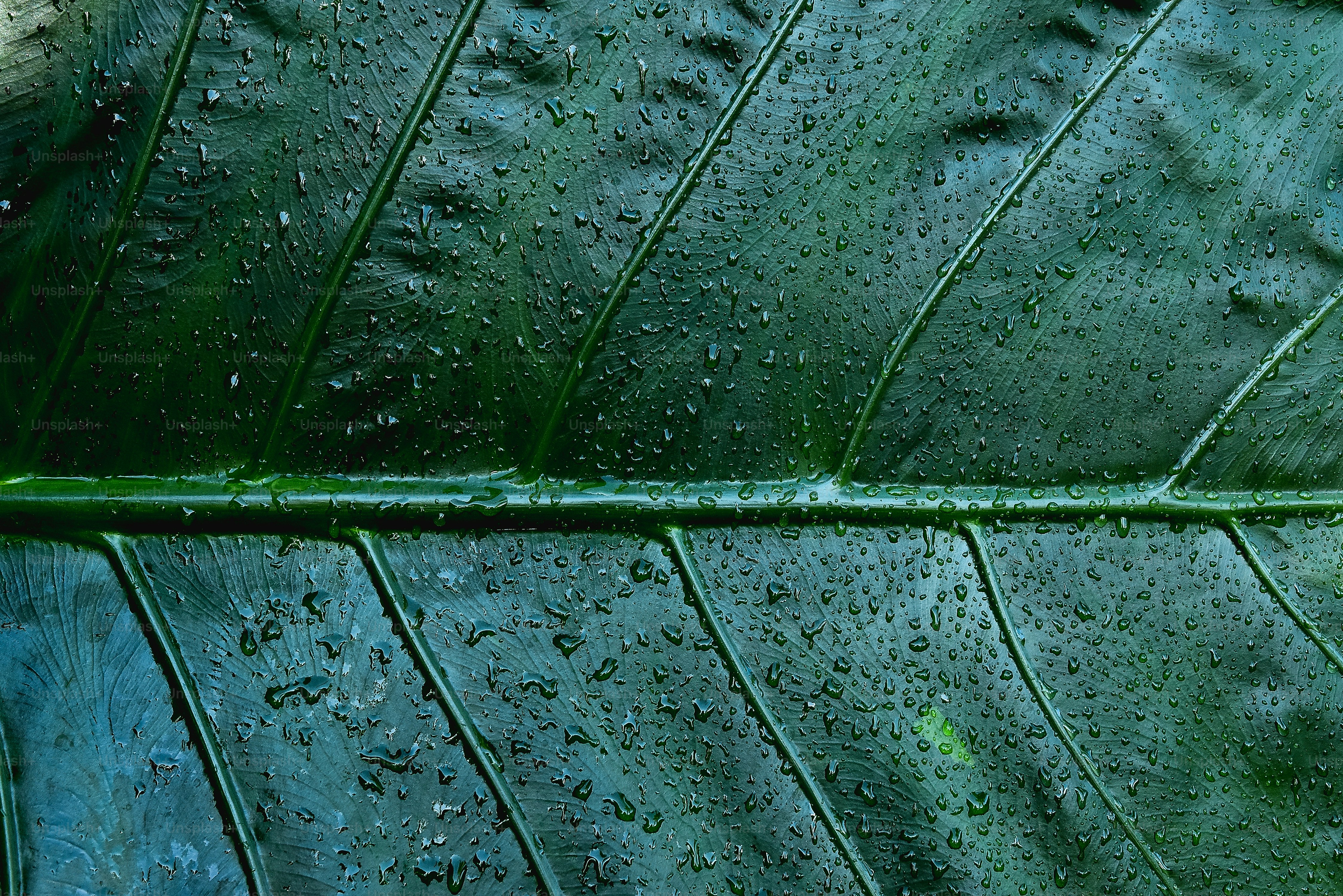 a green leaf with water droplets on it