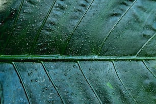 水滴が付着した緑の葉