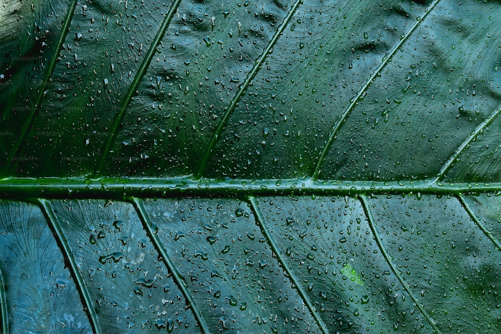 물방울이있는 녹색 잎