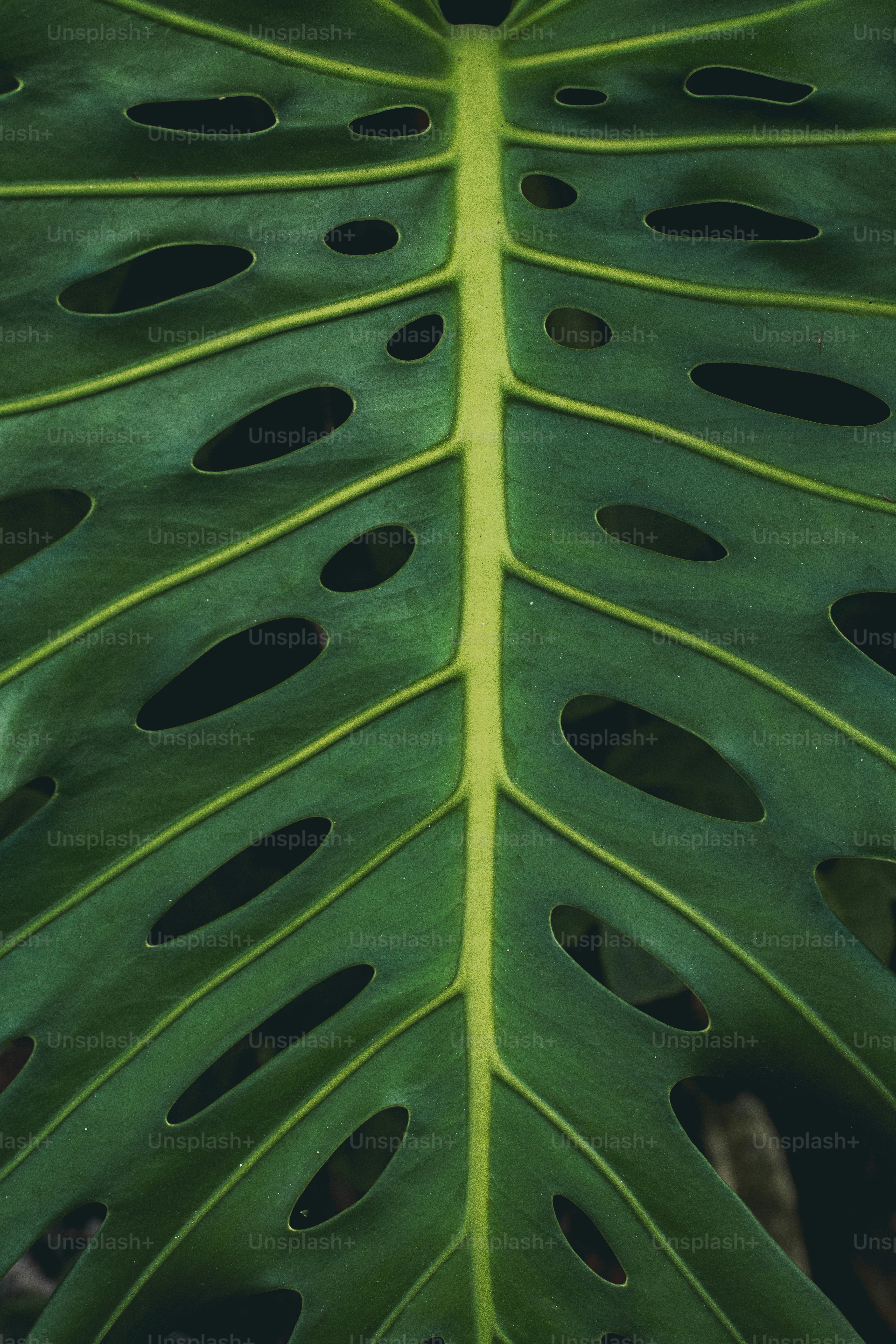 a large green leaf with holes in it