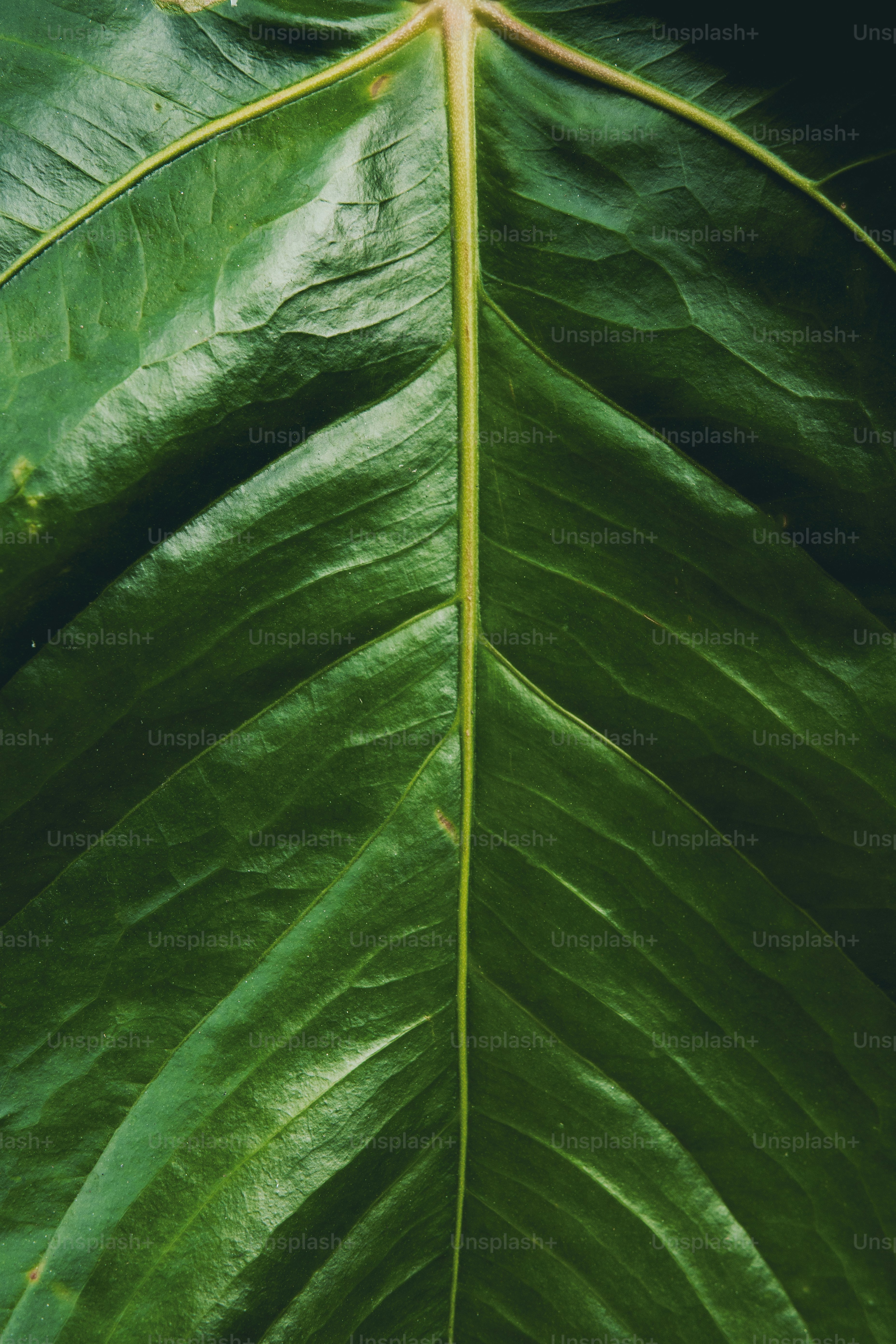 a close up of a large green leaf