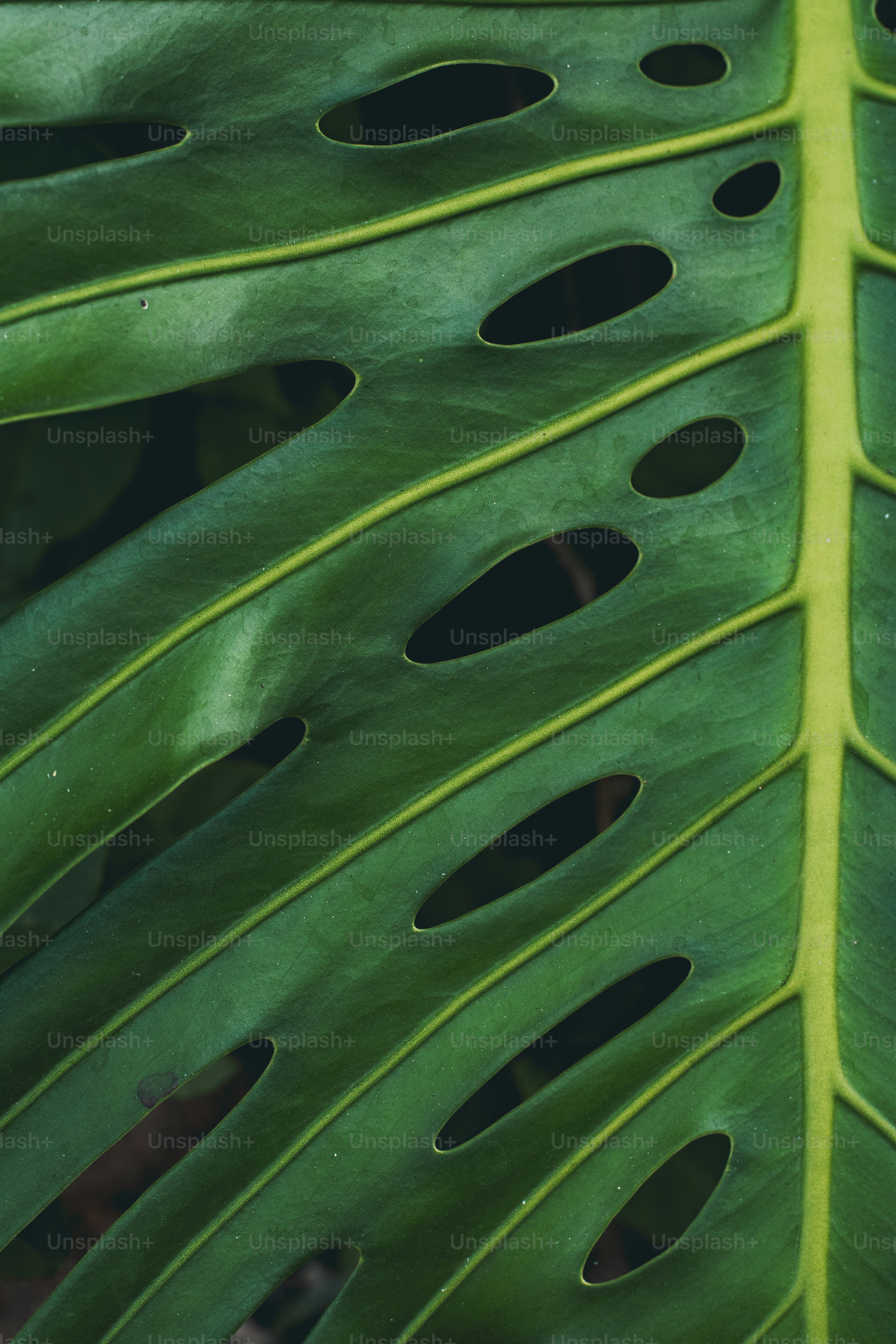 a close up of a large green leaf
