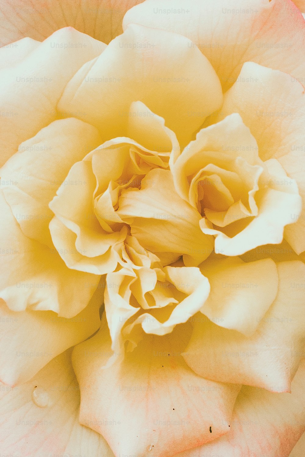 Una vista de cerca de una rosa amarilla