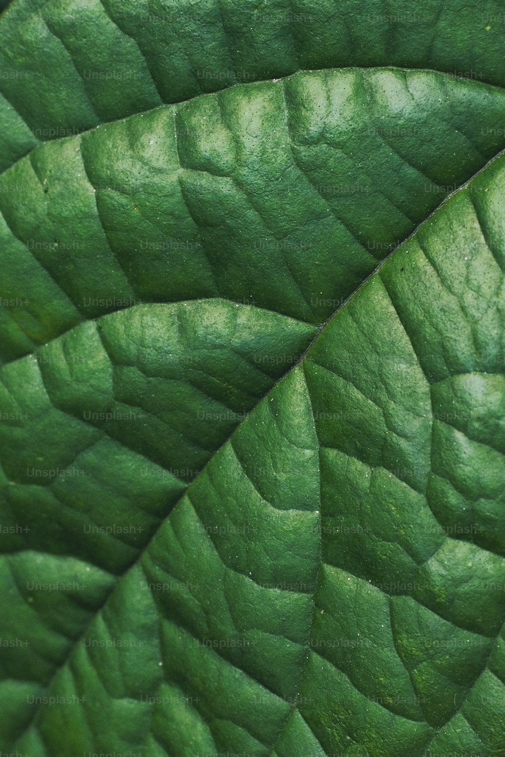 녹색 잎의 클로즈업