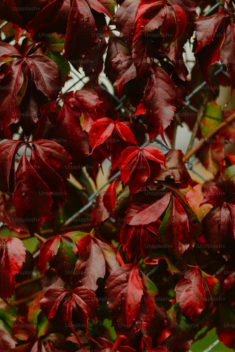 Un albero con foglie rosse in autunno