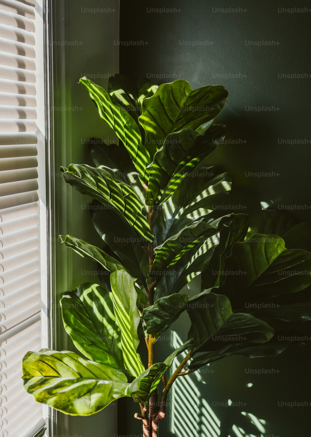 창문 옆에 앉아있는 화분에 식물