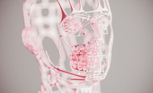 Ein 3D-Bild eines menschlichen Kopfes mit hervorgehobenen Muskeln