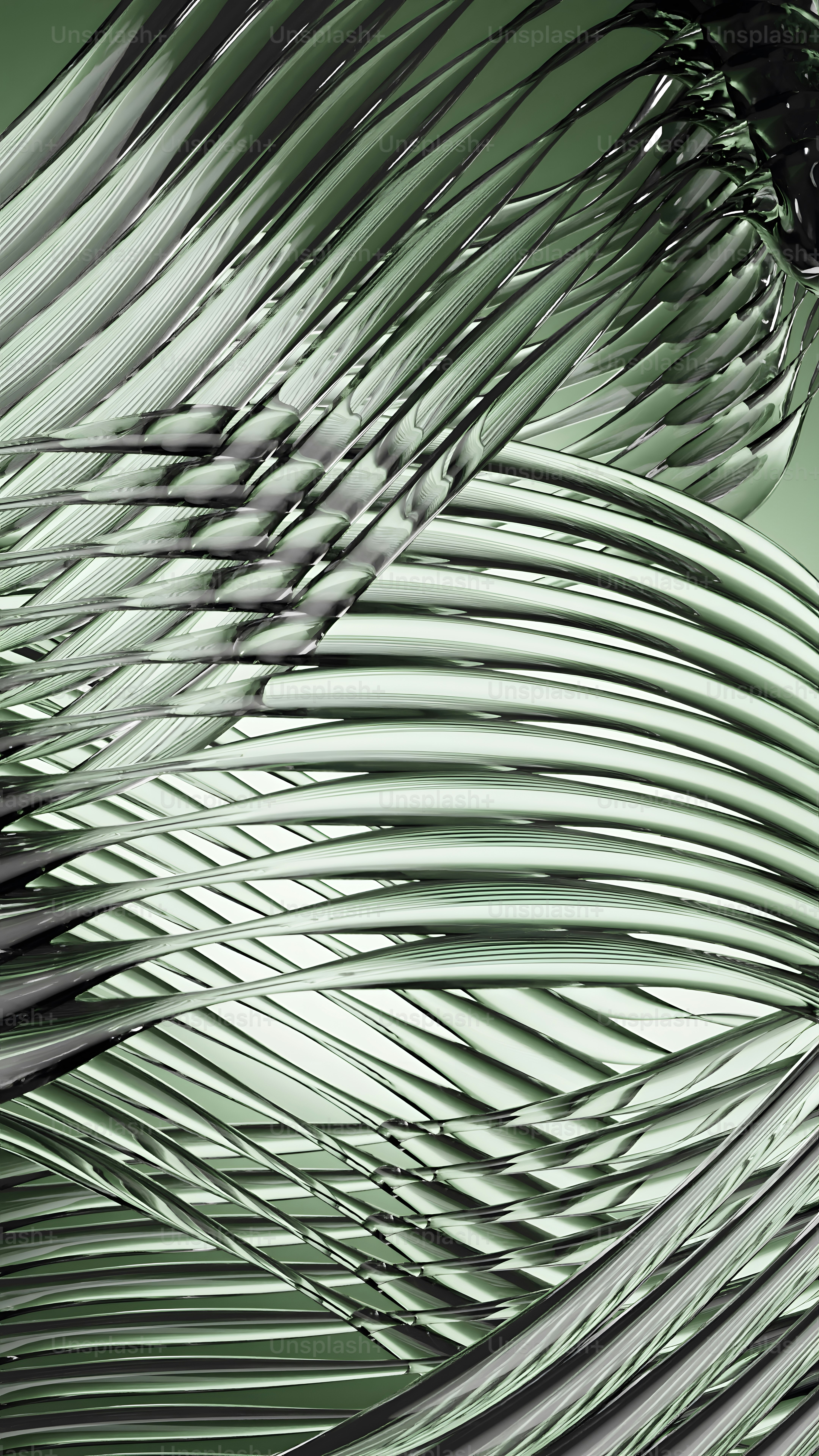 Une photo en noir et blanc d’un palmier