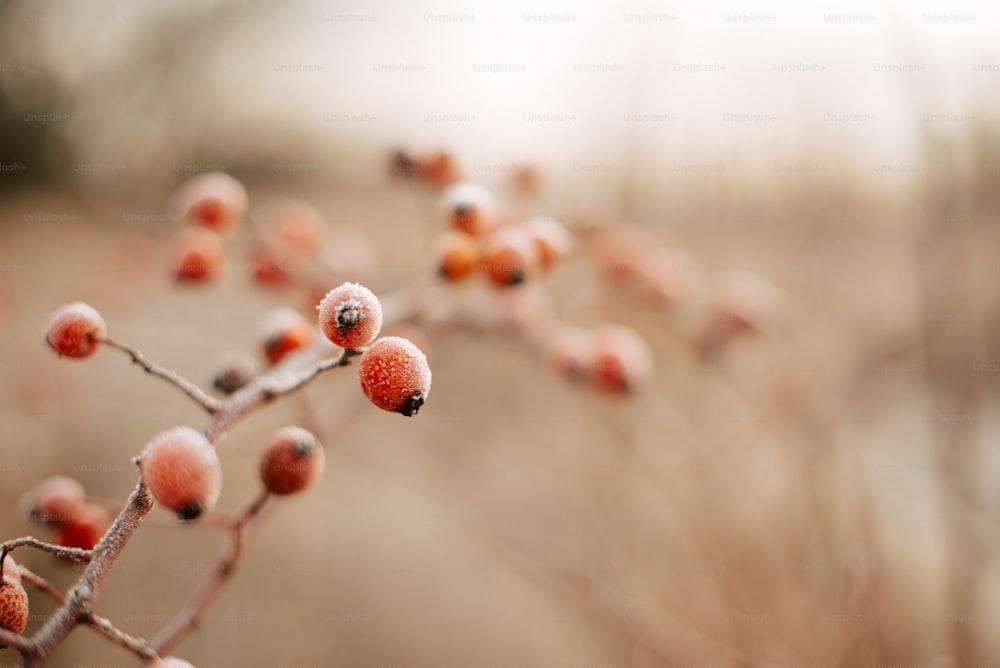 a close up of a plant with berries on it