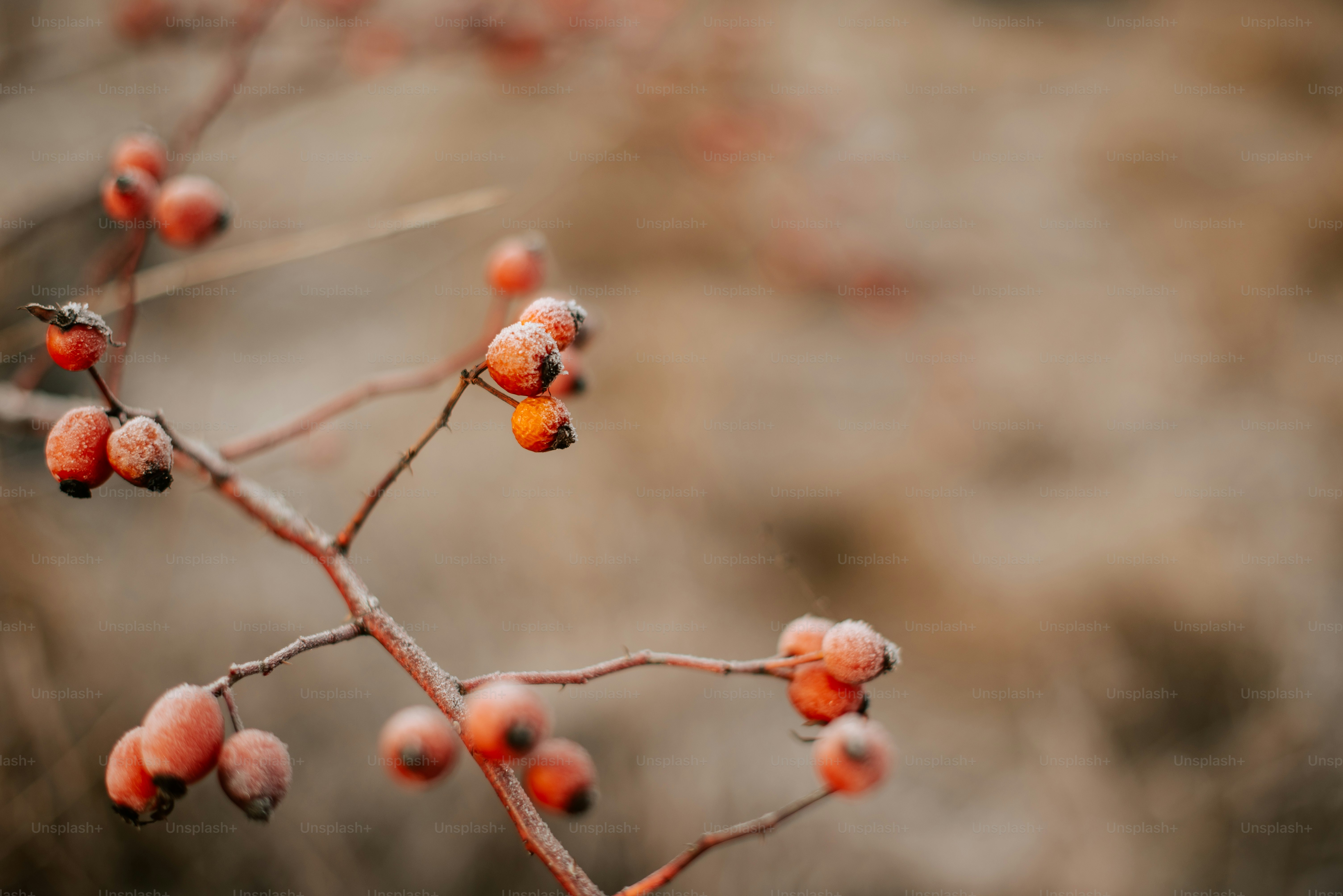 a close up of a small branch with berries on it