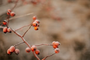 a close up of a small branch with berries on it