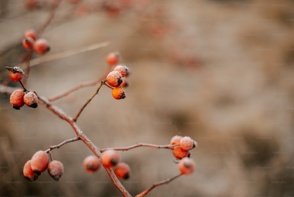 a close up of a small branch with berries on it