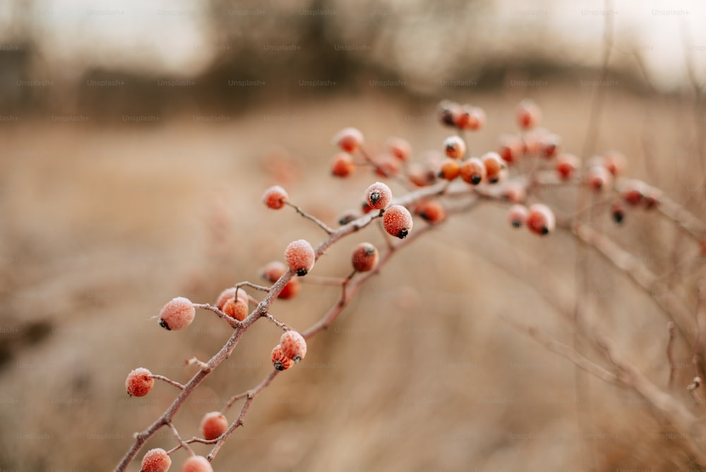 a close up of a plant with berries on it