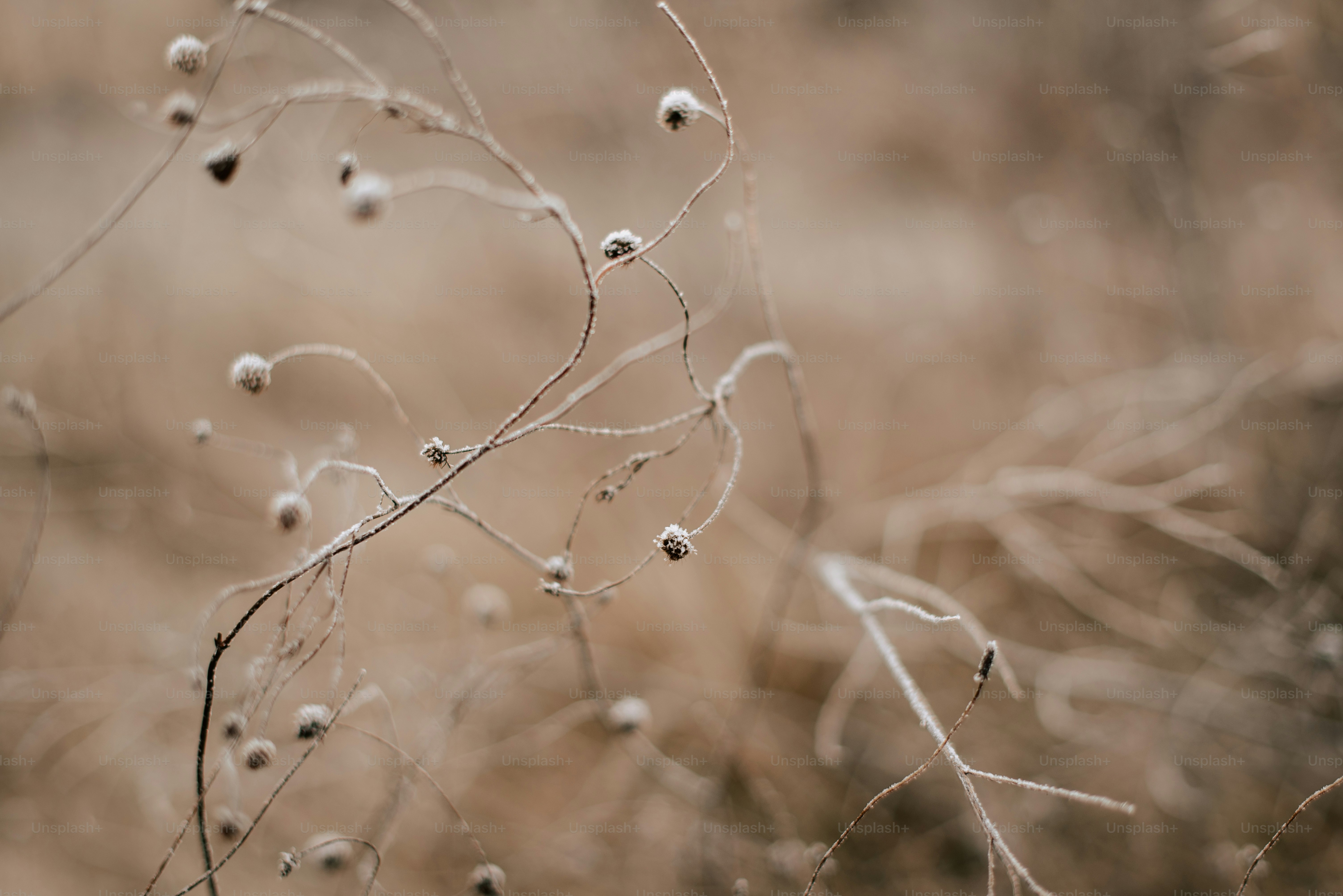 a close up of a plant with small white flowers