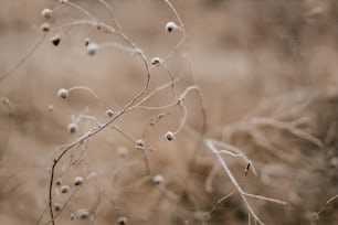 a close up of a plant with small white flowers