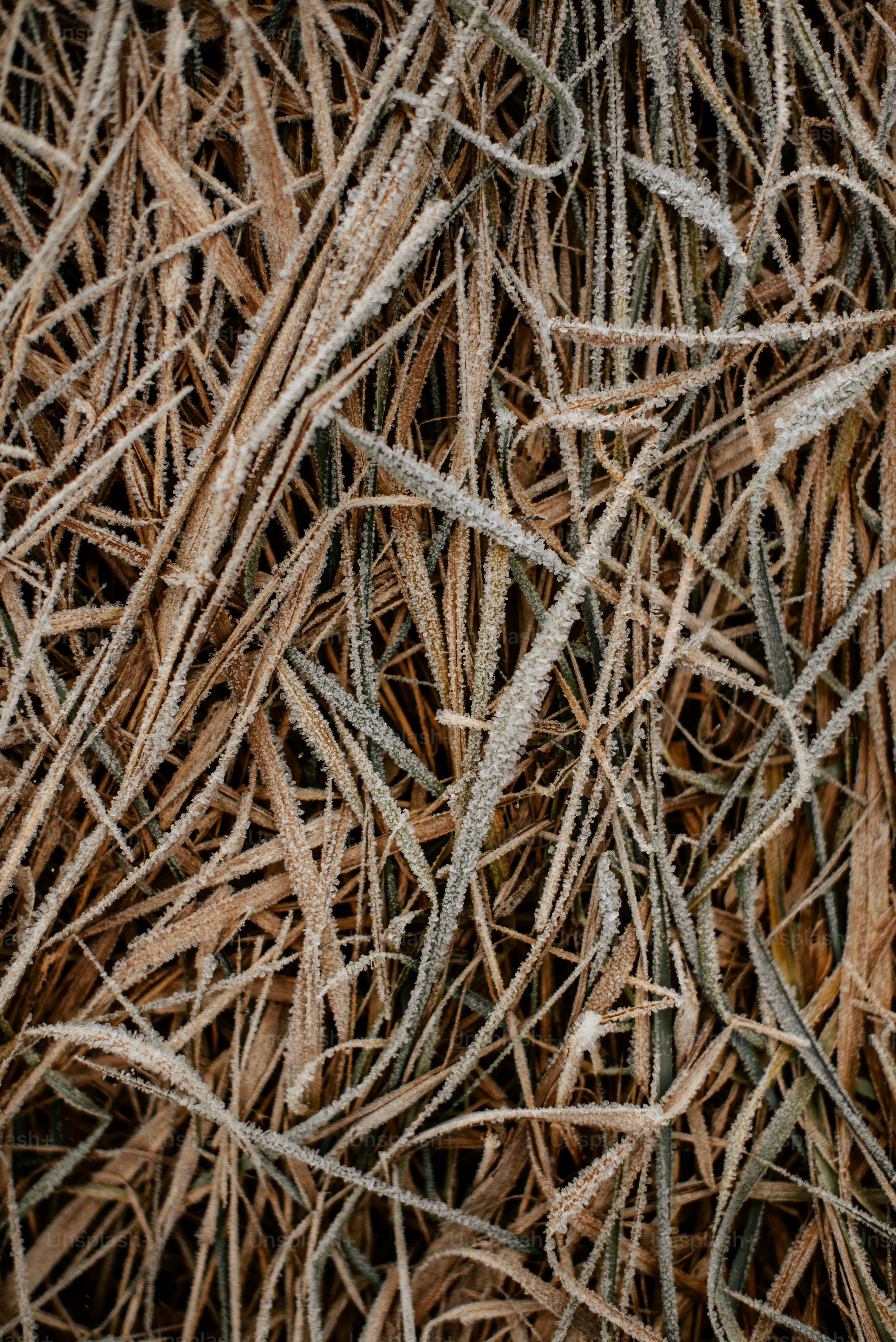 a close up of a bunch of dry grass