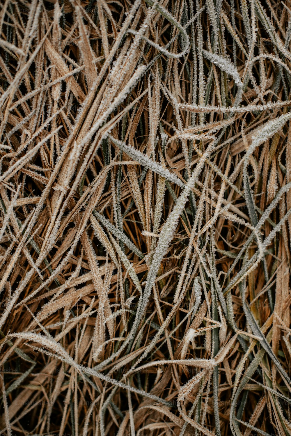 um close up de um monte de grama seca
