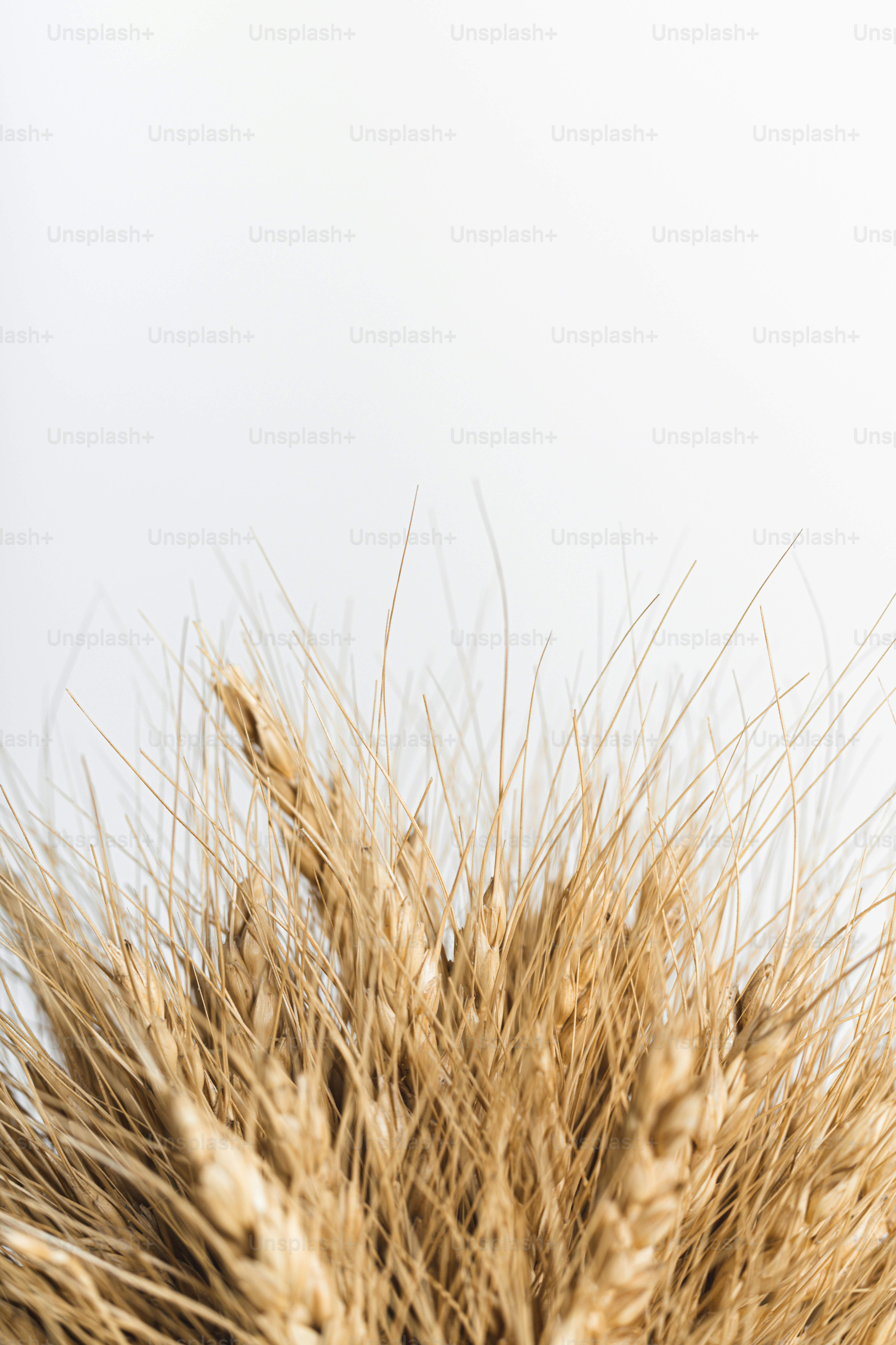 un gros plan d’un bouquet d’herbe sèche