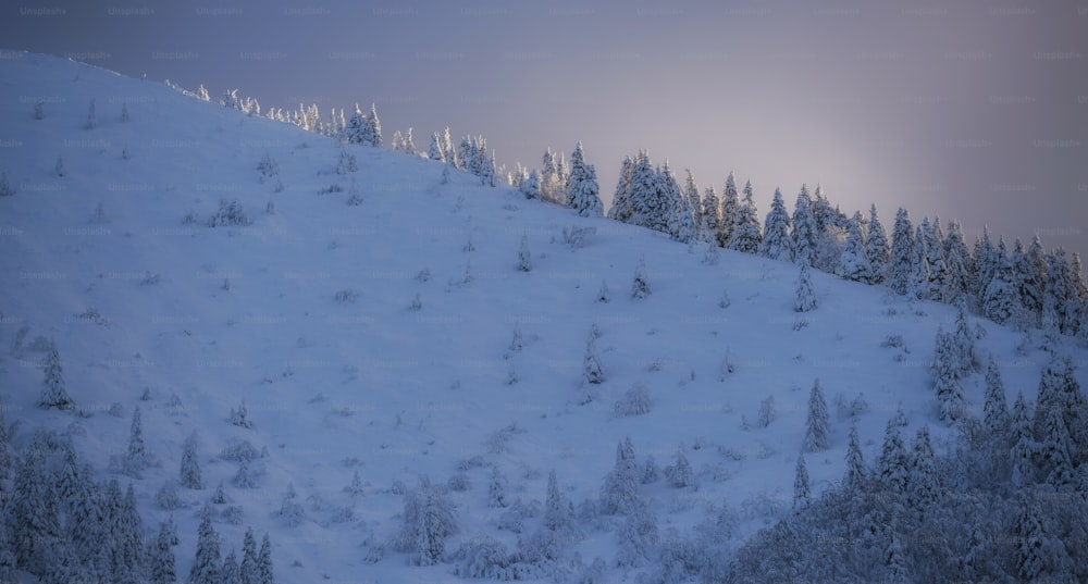 Una montaña cubierta de nieve con muchos árboles