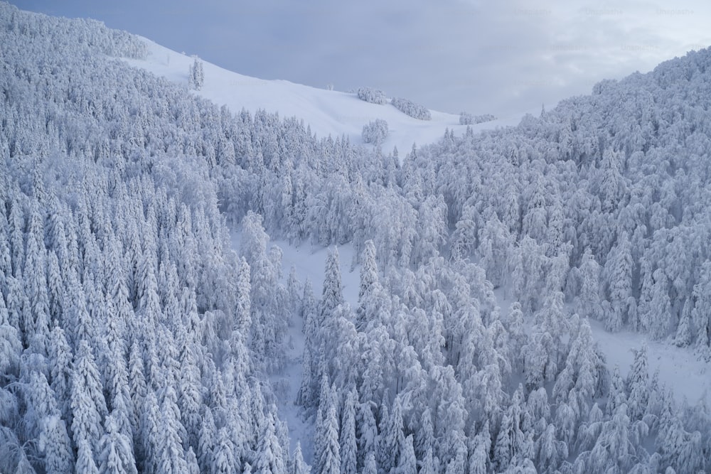 雪に覆われた木々が積もった山