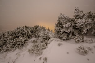 a snowy landscape with trees and bushes in the foreground