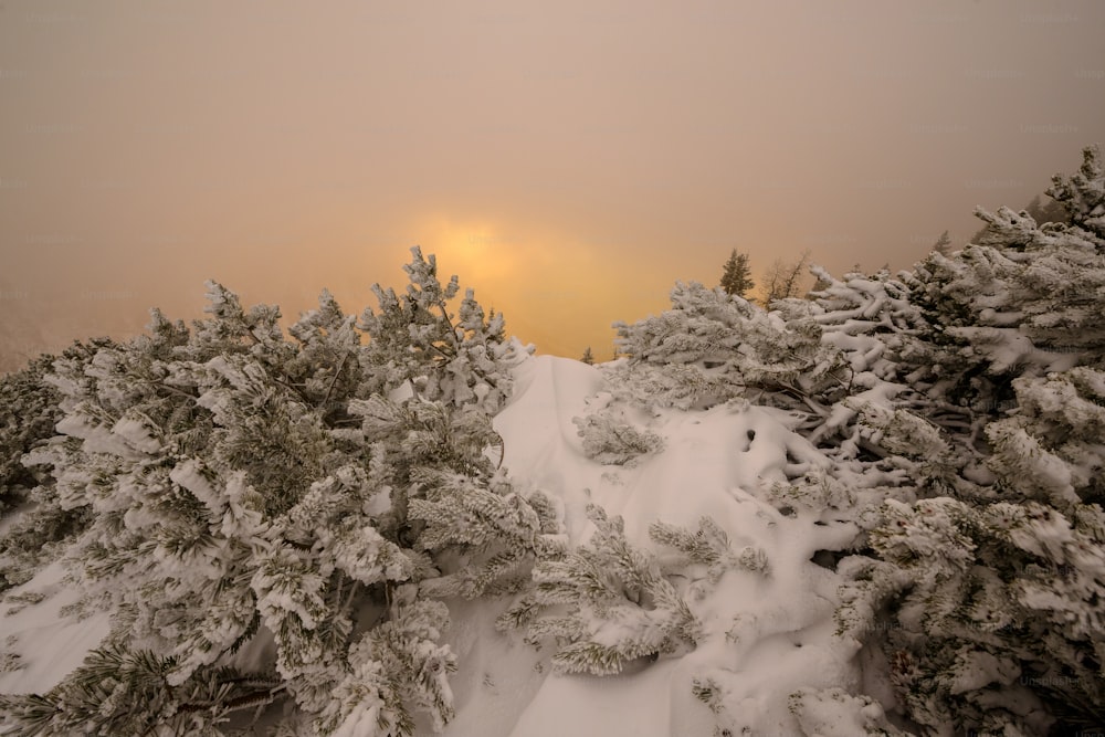the sun shines through the foggy sky over a snowy forest