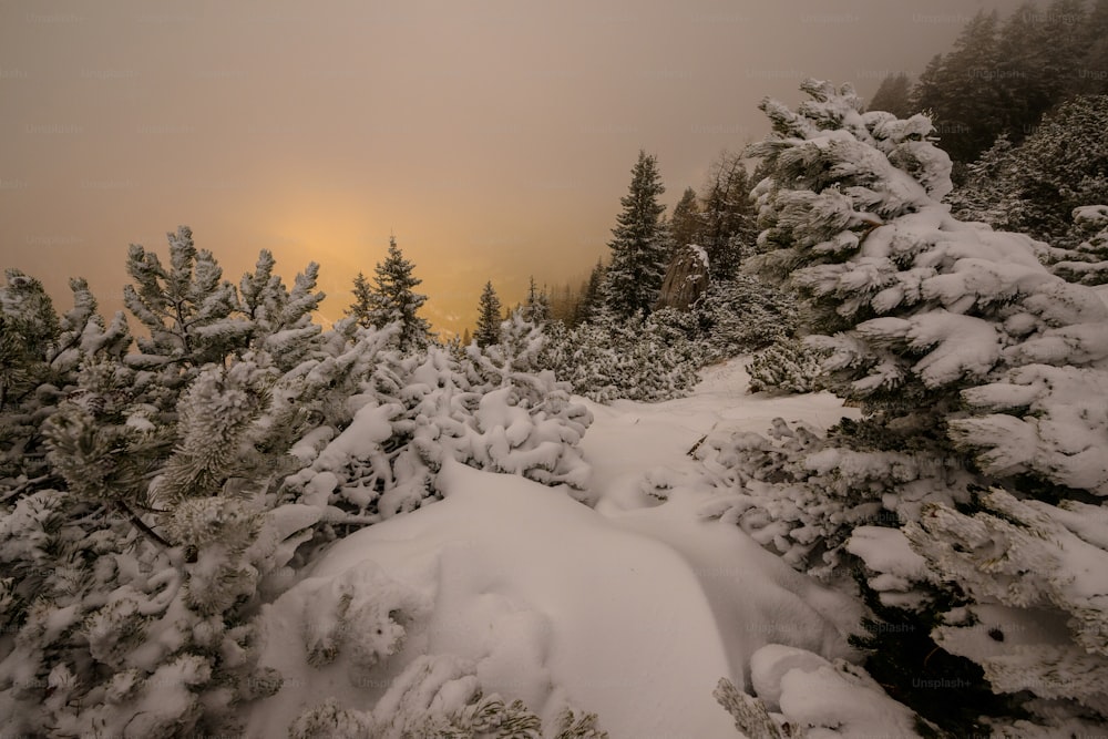 árboles de hoja perenne cubiertos de nieve en un día de niebla