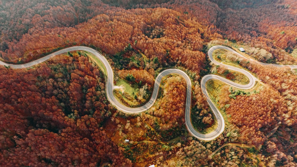 a winding road in the middle of a forest