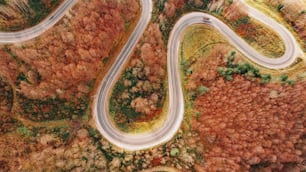 Vue aérienne d’une route sinueuse entourée d’arbres