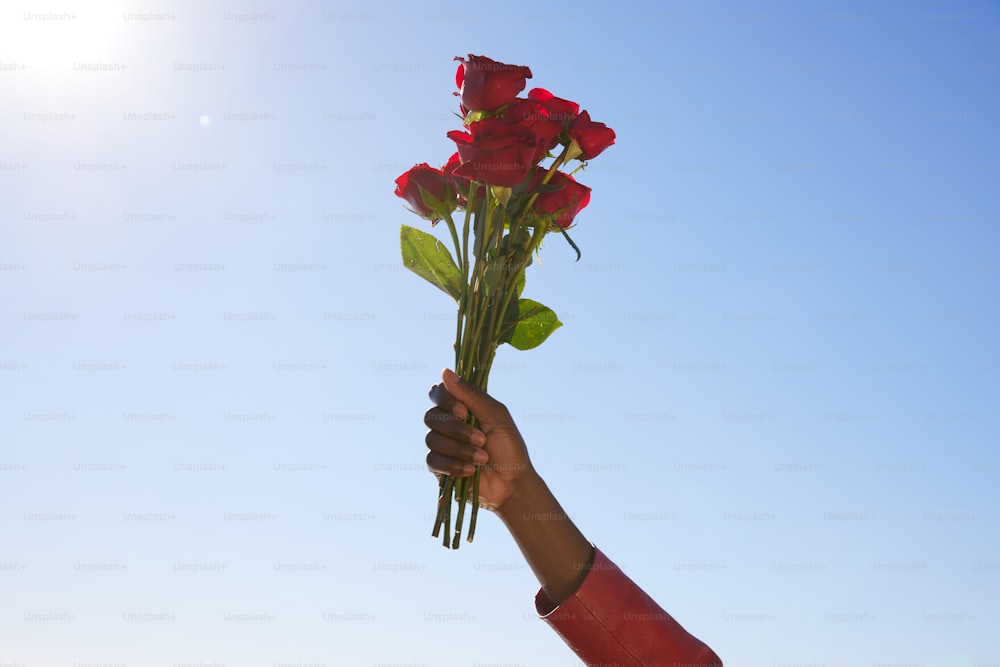 a hand holding a bunch of red roses