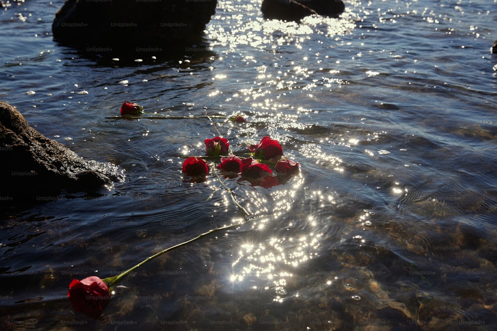 a bunch of flowers that are sitting in the water