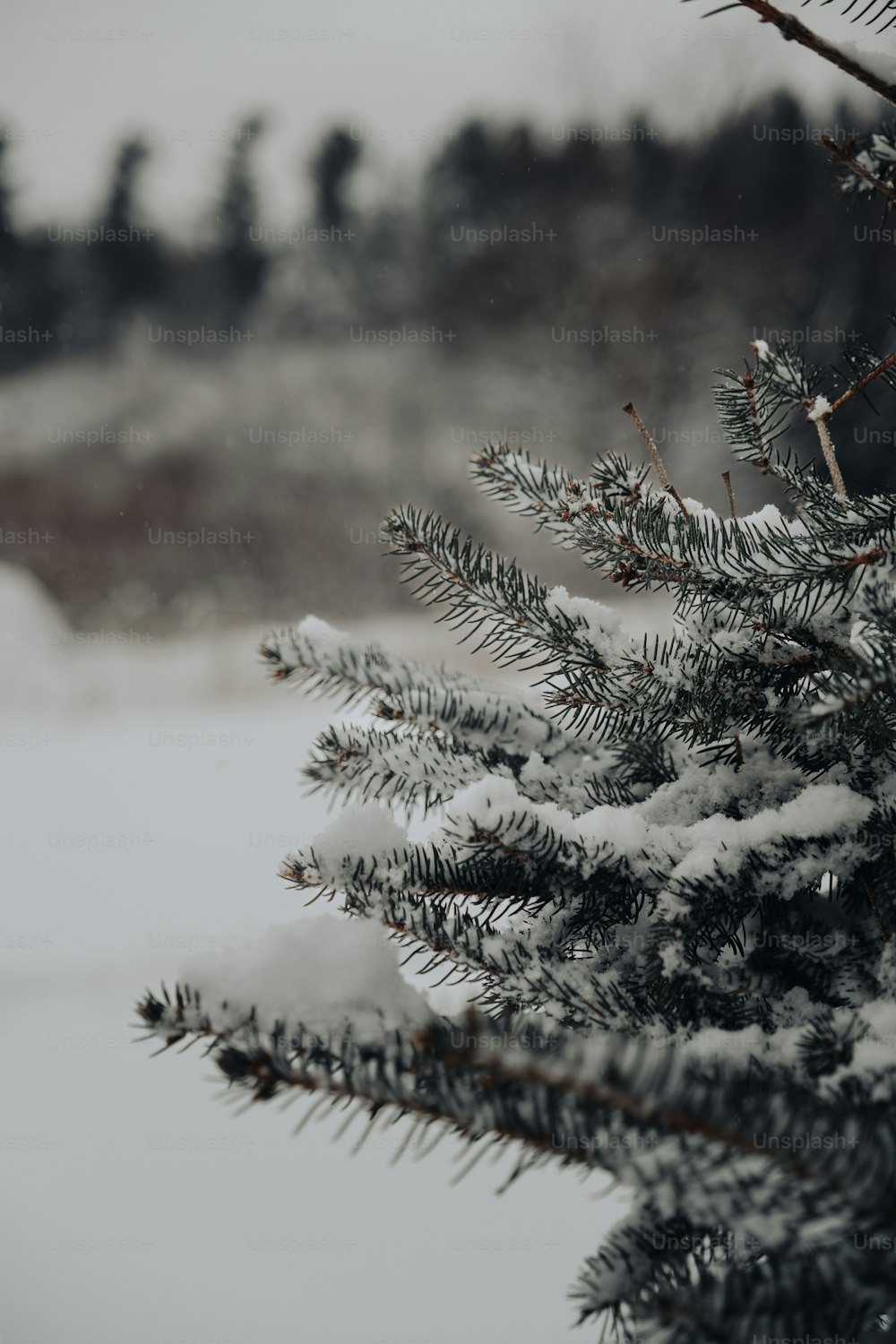 un primo piano di un pino con la neve su di esso