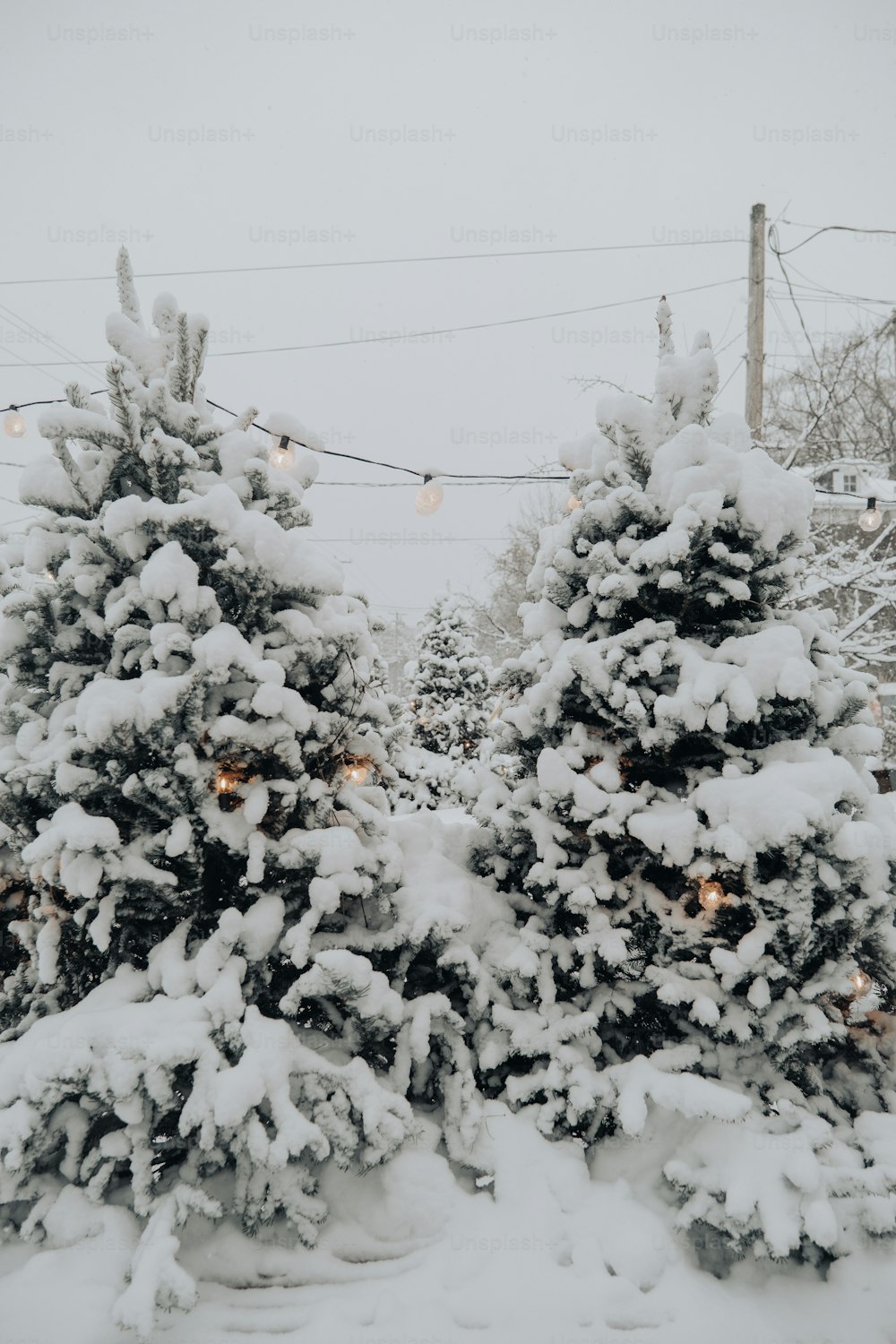 quelques arbres couverts de neige