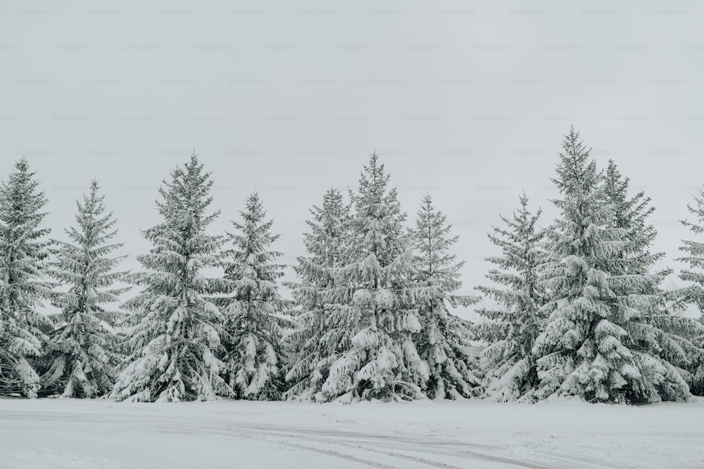 uma floresta coberta de neve cheia de muitas árvores