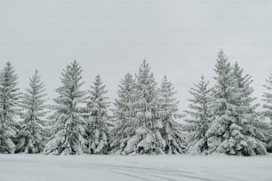 a snow covered forest filled with lots of trees