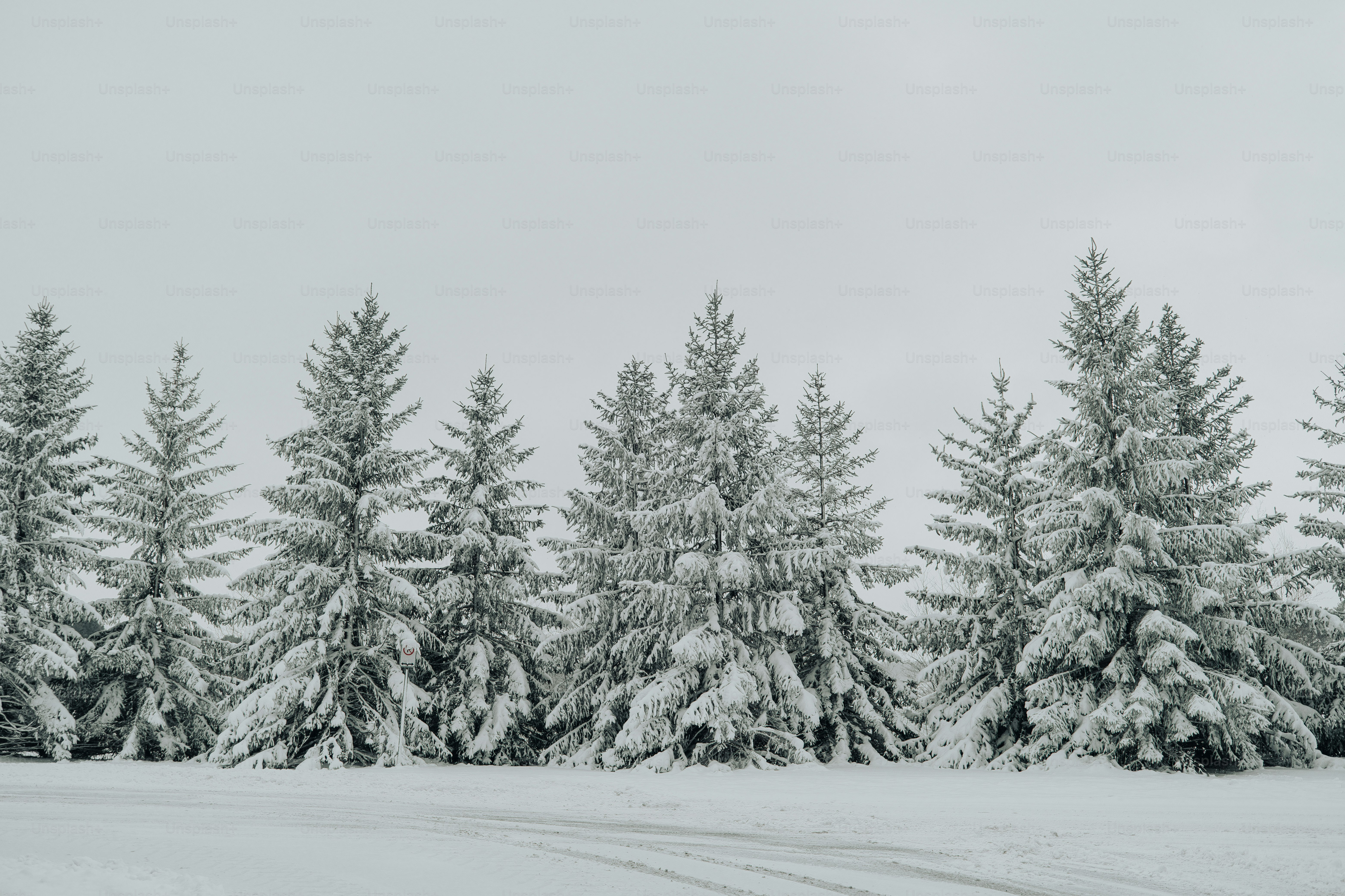 a snow covered forest filled with lots of trees