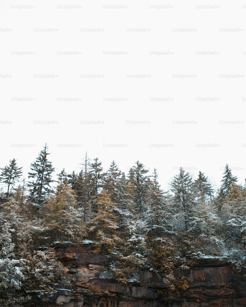 a forest filled with lots of trees covered in snow