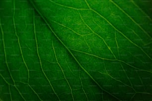 녹색 잎의 클로즈업 뷰