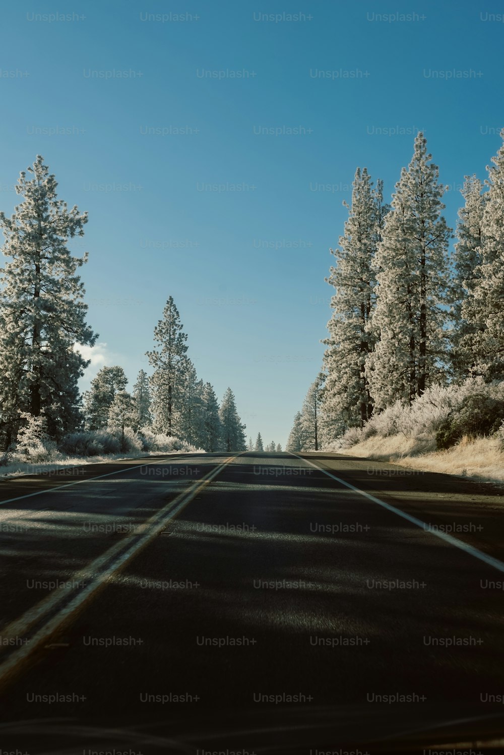 uma estrada com árvores de ambos os lados e neve no chão