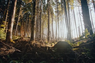 the sun is shining through the trees in the forest